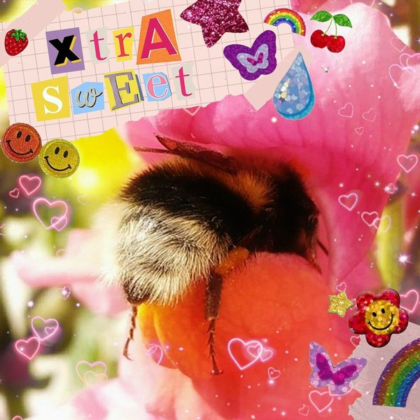 xtra sweet cover