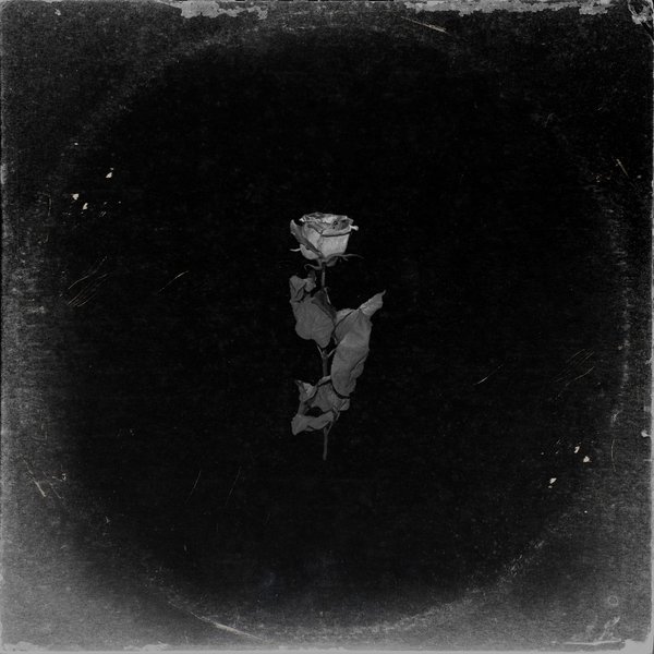 Wither cover